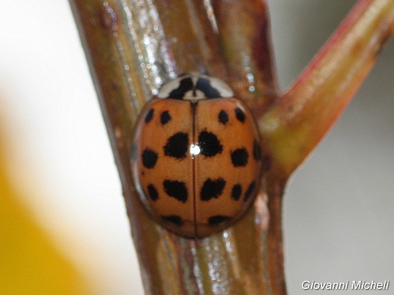 Harmonia axyridis: tutte? No, foto 2 e 3 Adalia bipunctata